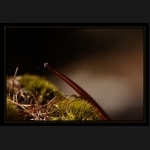 Aletsch_015.png