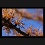 Aletsch_031.png