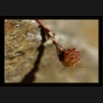 Aletsch_034.png