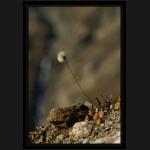 Aletsch_042.png