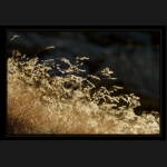 Aletsch_067.png