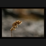 Aletsch_072.png