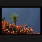 Aletsch_098.png