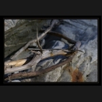 Aletsch_117.png