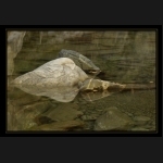 Aletsch_130.png