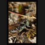 Aletsch_157.png