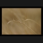 Aletsch_166.png