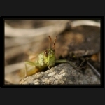 Aletsch_169.png