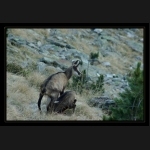 Aletsch_191.png