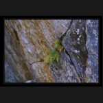 Aletsch_193.png