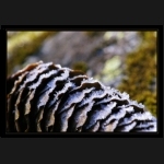 Aletsch_202.png