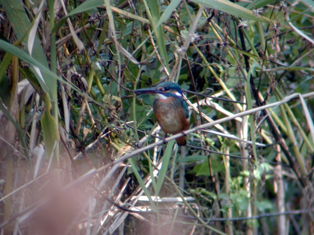 DSCN6431.JPG