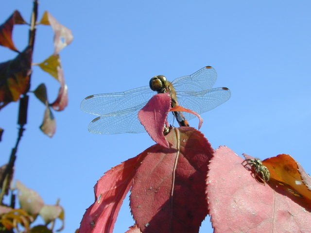 DSCN6152.JPG