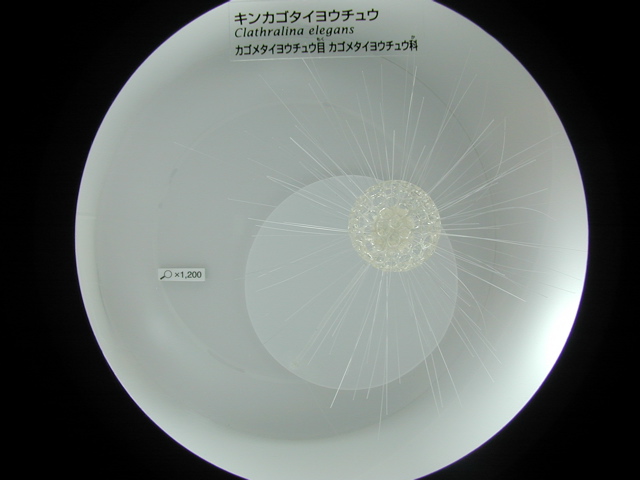DSCN6286.JPG