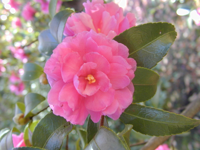 DSCN6304.JPG